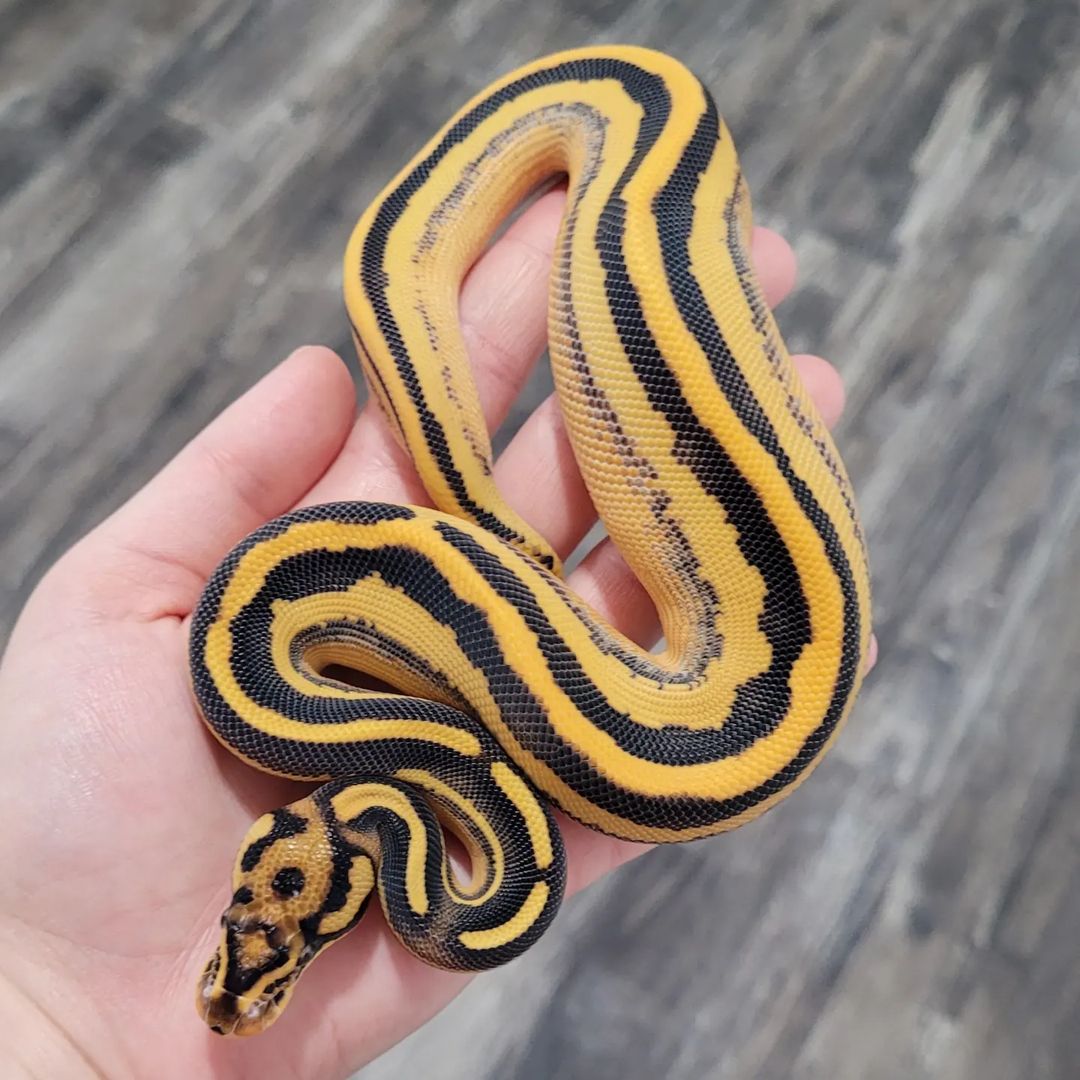 WhatsApp Image 2023-12-15 at 06.49.41