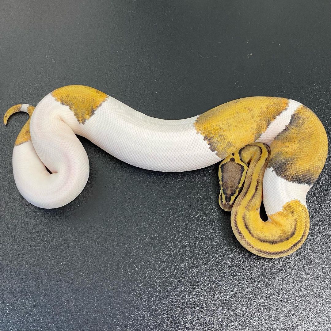 WhatsApp Image 2023-10-17 at 09.57.43