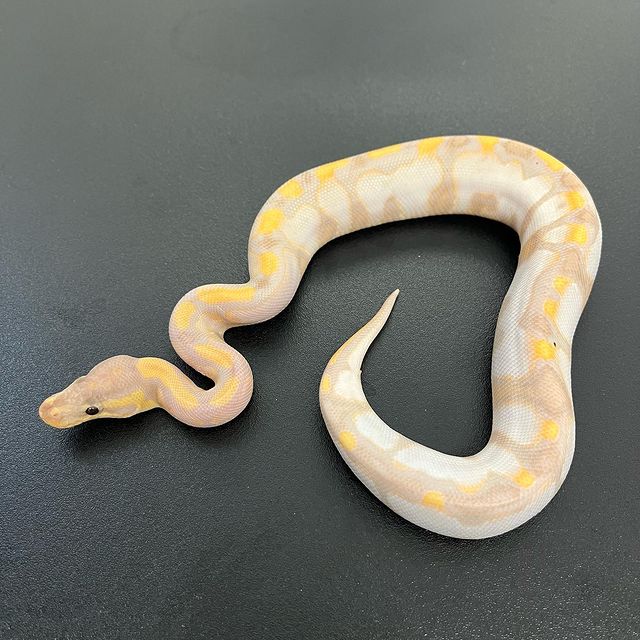 WhatsApp Image 2023-10-18 at 11.17.06