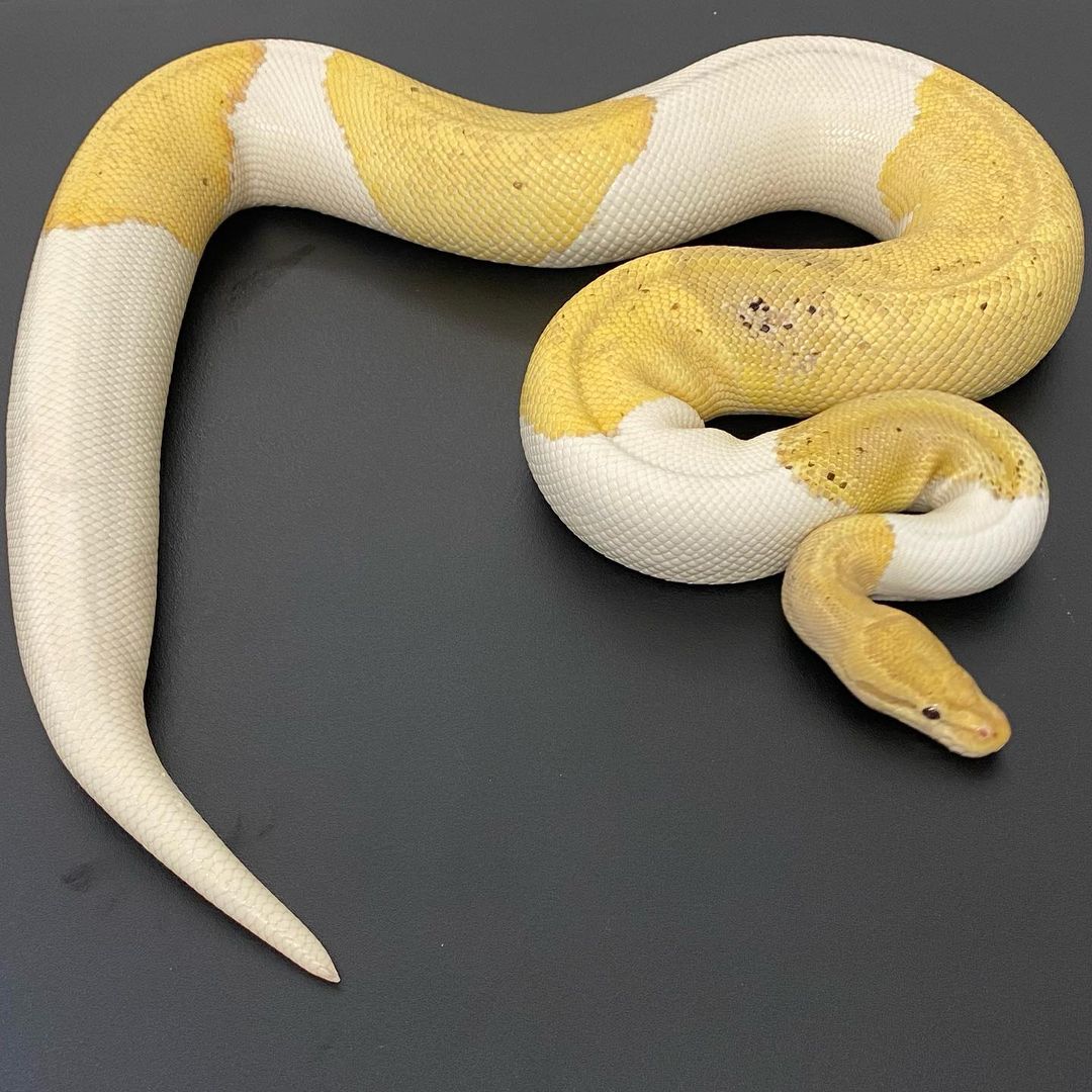 WhatsApp Image 2023-10-19 at 08.40.22