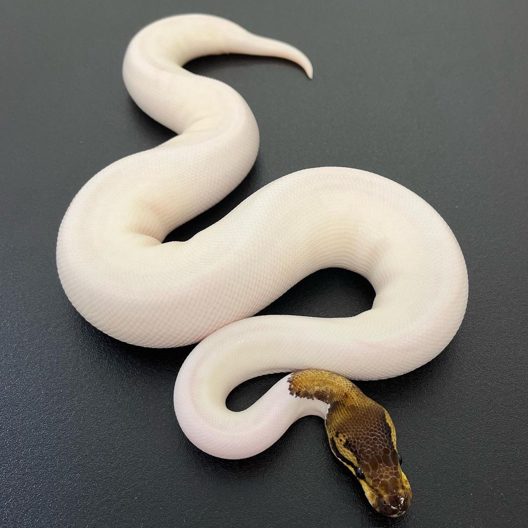 WhatsApp Image 2023-10-19 at 08.43.48