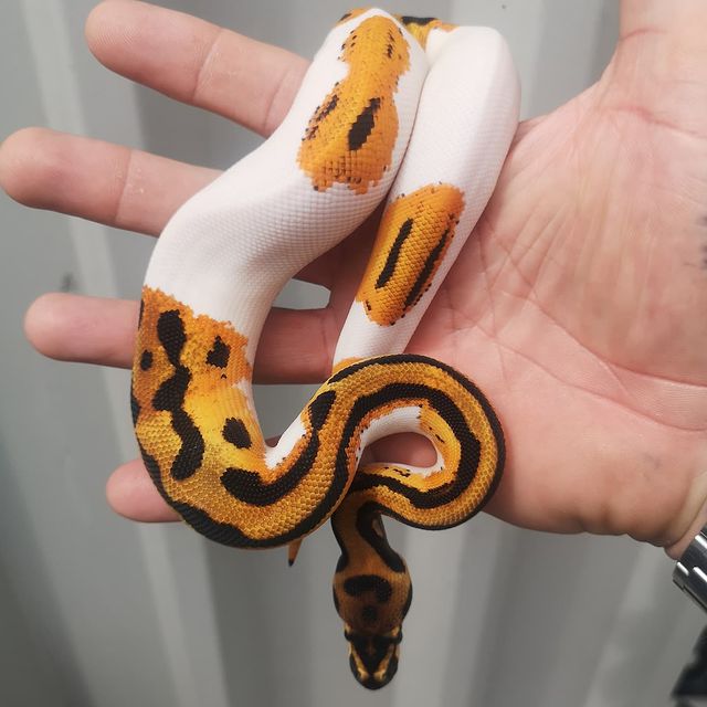 WhatsApp Image 2023-10-19 at 08.55.50