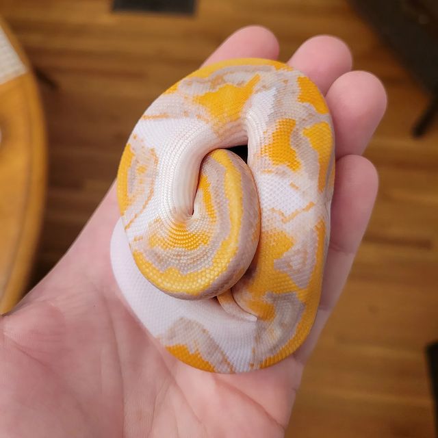 WhatsApp Image 2023-10-19 at 09.01.42