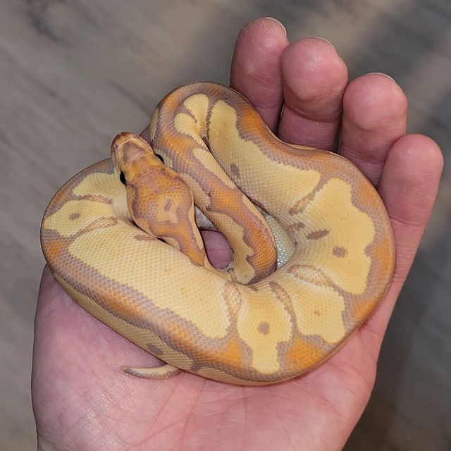 WhatsApp Image 2023-12-13 at 22.53.23