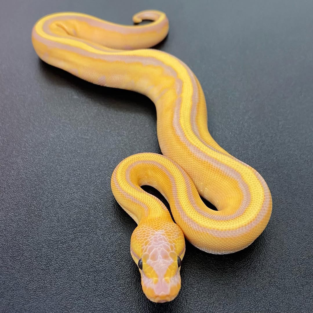 The little Coral Glow Genetic Stripe has shed out and it_s a girl_ 💕💕 So that can only mean one thing_ She is a holdback 🔥🔥🔥 Her colours are (
