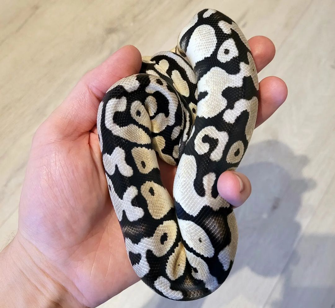 21b3af57-084d-4ed7-ab61-6c3e8d4116f8