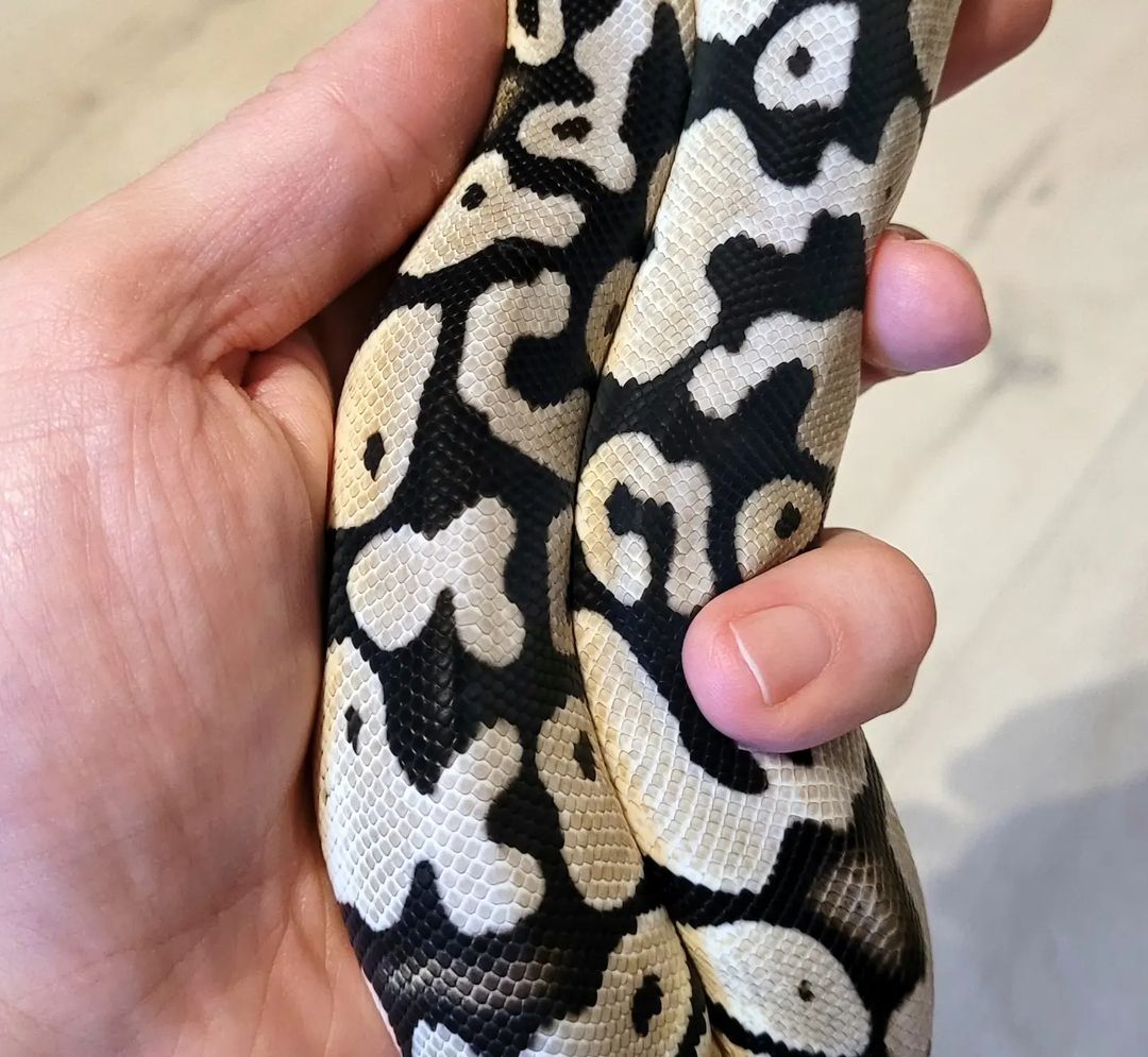 5aae3e85-ec84-48f9-a7e4-1ff74419f5ab