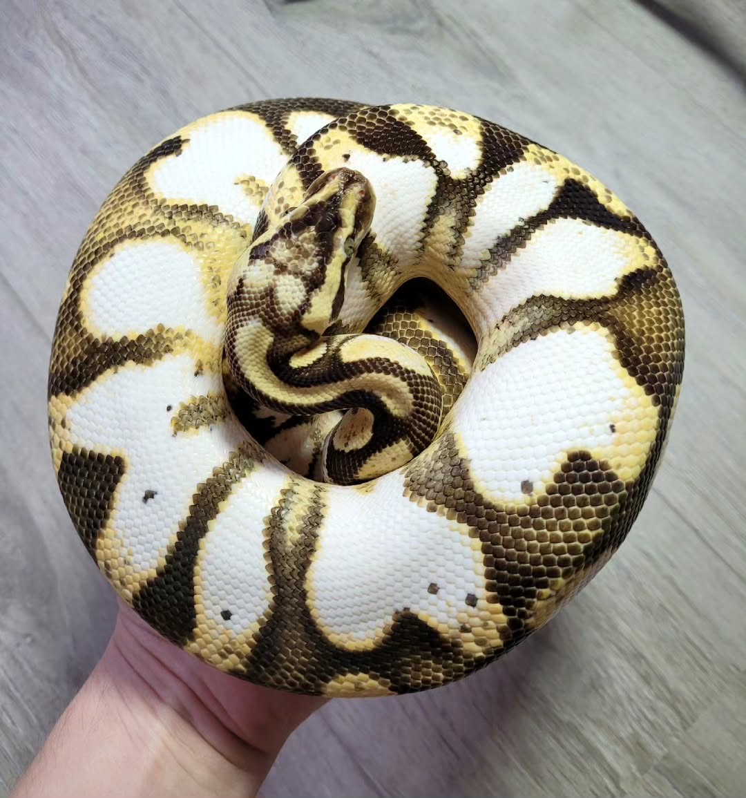 640cc764-c9ca-4d0c-81a2-1b549bf569e6