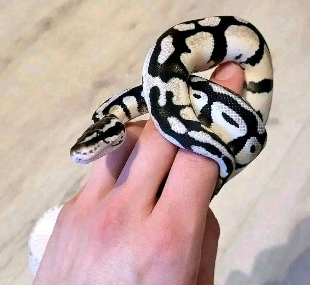 af139d96-8663-4ee9-9577-cc23f71b1a85