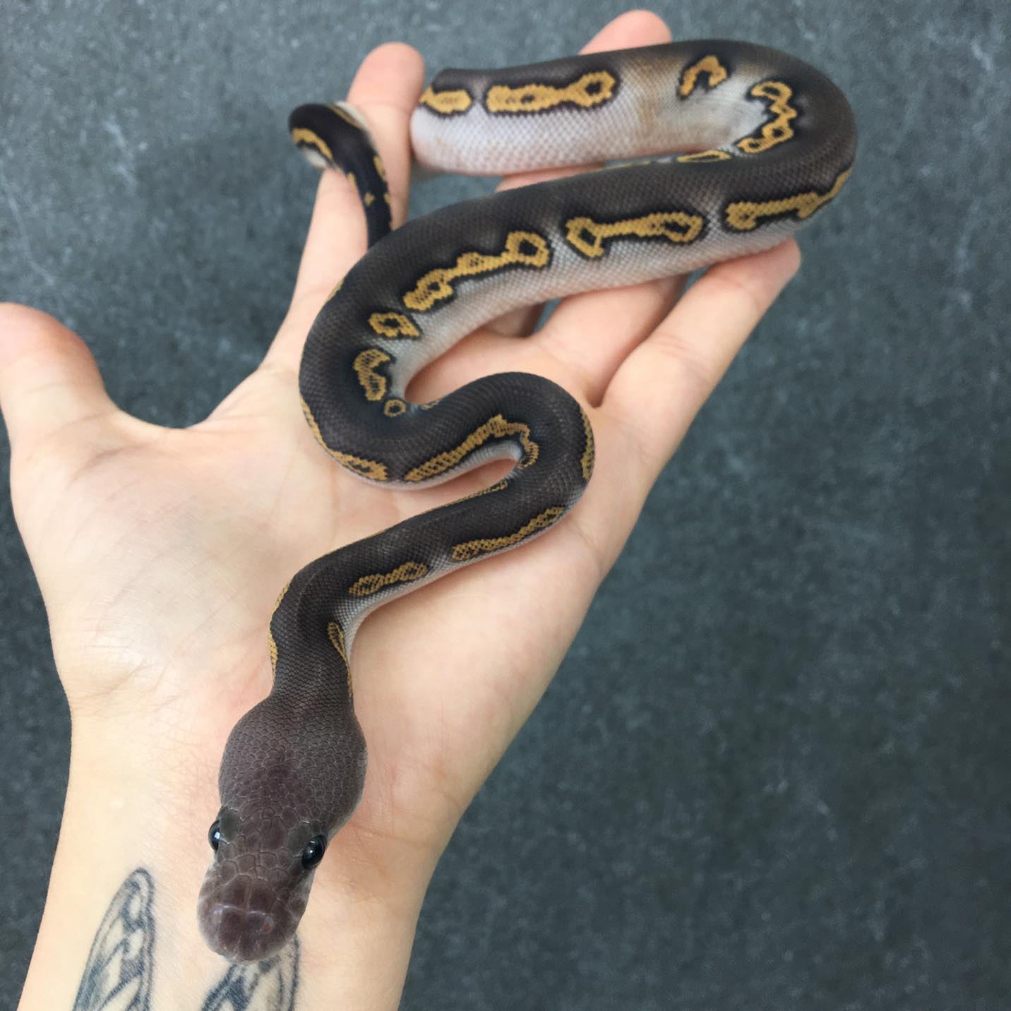 Mojave Black Pastel Wookie Clown_2023 male __noholdback_⚜️⚜️⚜️XCLUSIVE SNAKES⚜️⚜️⚜️ ___xclusivesnakes2023hatchlings__xclusivesnakes_2