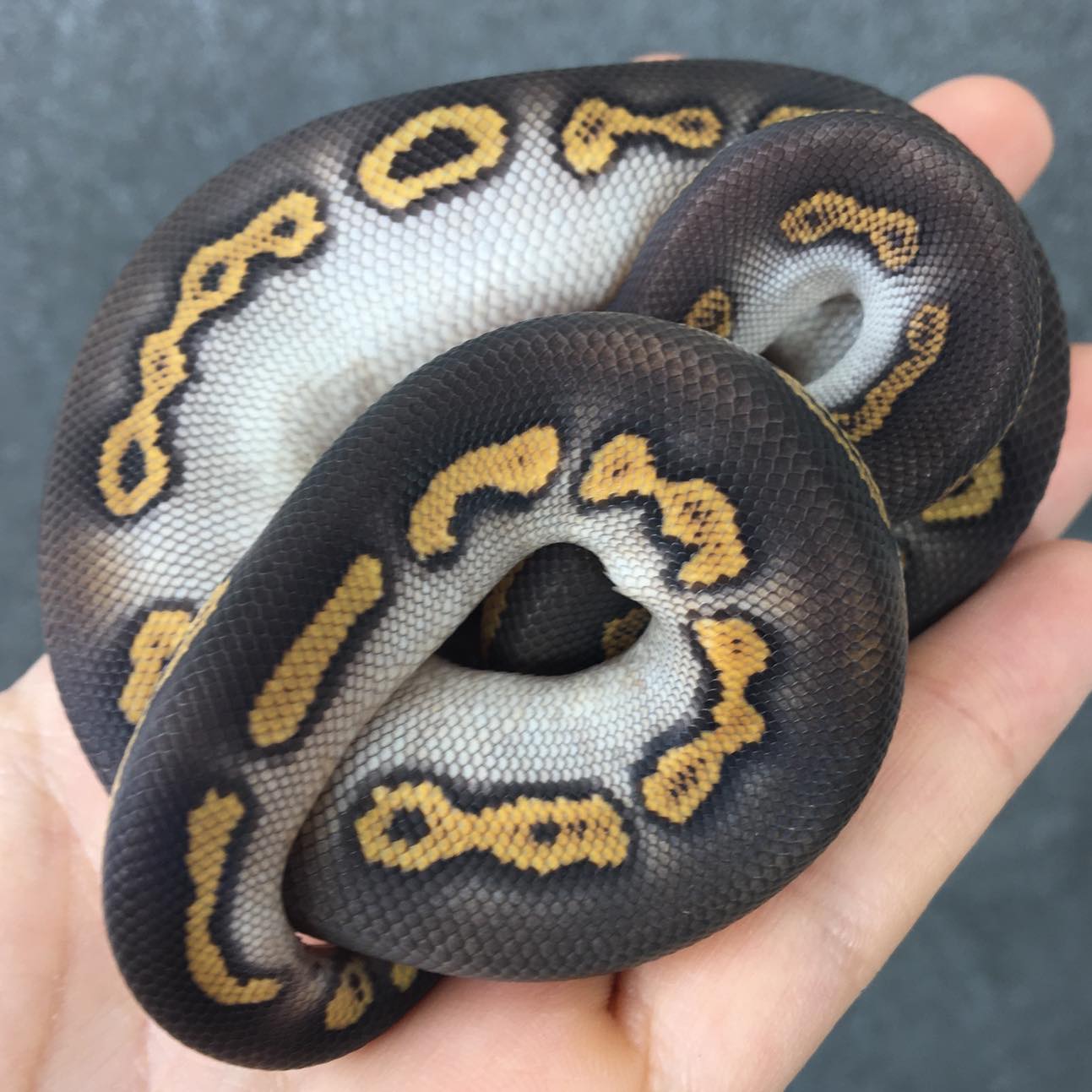 Mojave Black Pastel Wookie Clown_2023 male __noholdback_⚜️⚜️⚜️XCLUSIVE SNAKES⚜️⚜️⚜️ ___xclusivesnakes2023hatchlings__xclusivesnakes_3