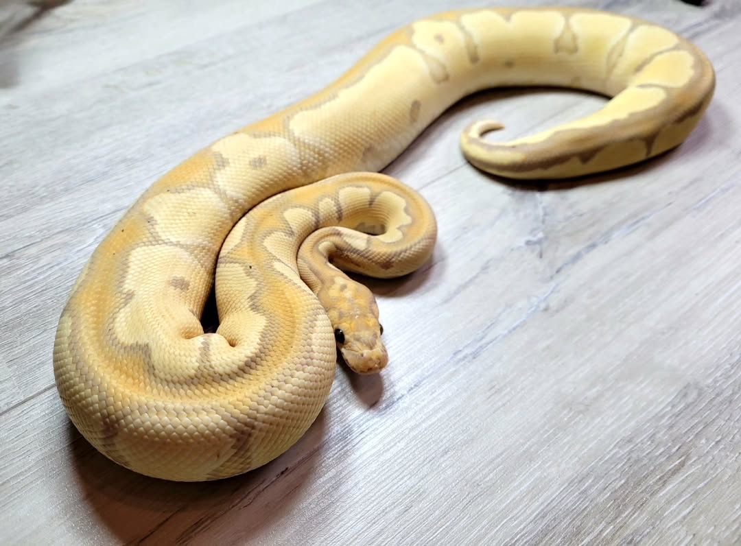 6fe5abe3-88e8-4869-90e7-0325ca370e08